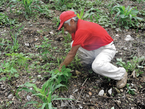 Padres de Arturo Gómez-Pompa